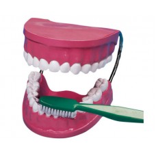 Model demonstrativ de îngrijire dentara