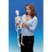 Model schelet uman 80 cm
