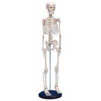Model schelet uman 80 cm